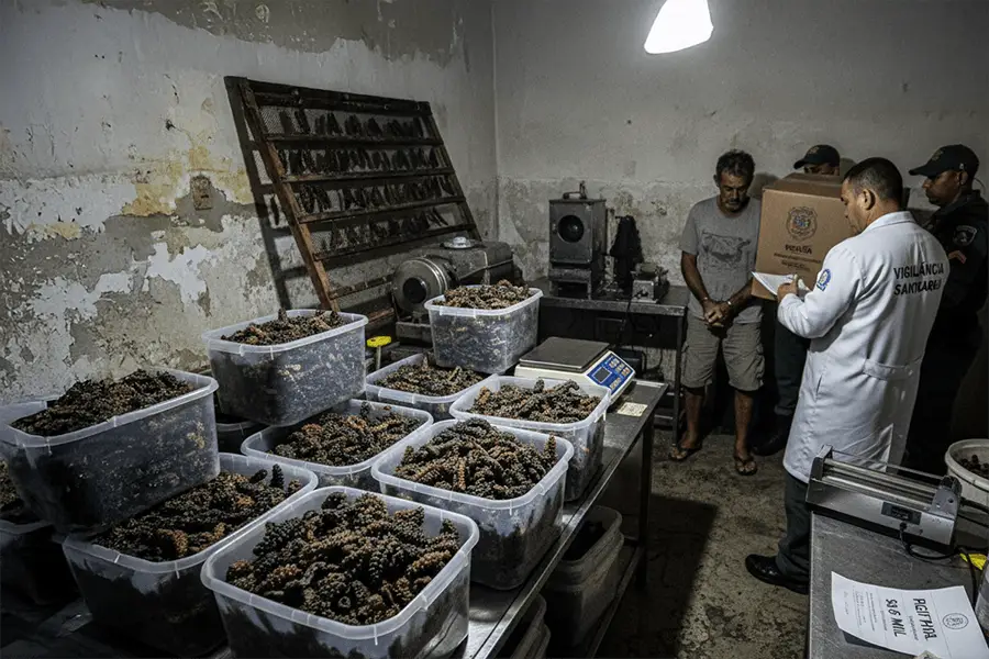 59kg de Pepino-do-Mar apreendidos em Ubatuba (SP)